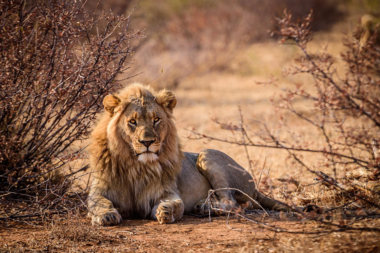 lion, cat, feline-5873637.jpg